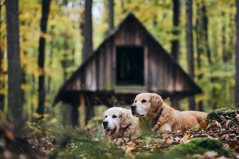 a couple of senior golden retrievers laying in the leaves in the woods